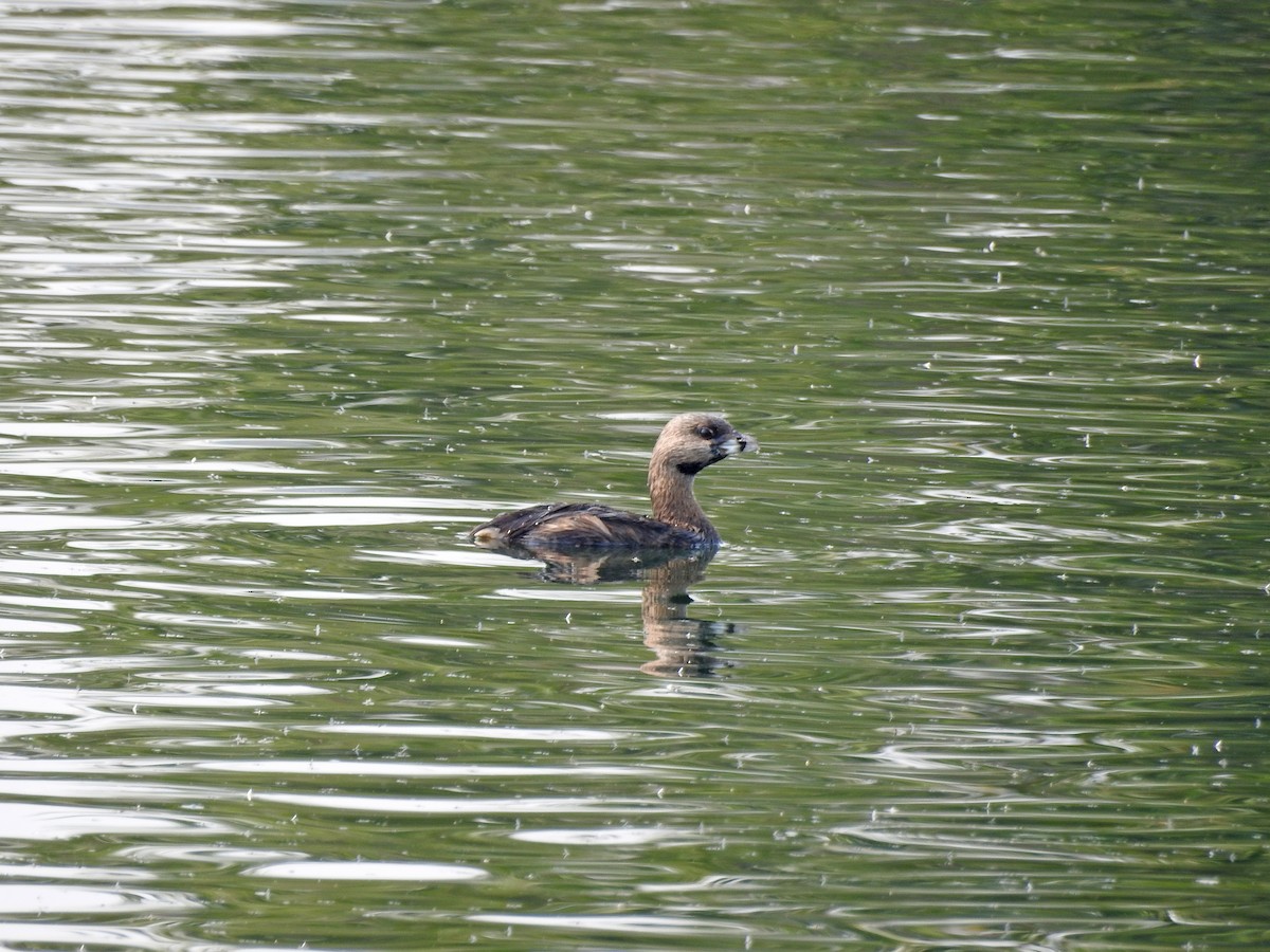 Pied-billed Grebe - ML111990851