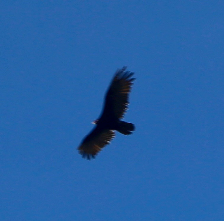 Turkey Vulture - ML111990921