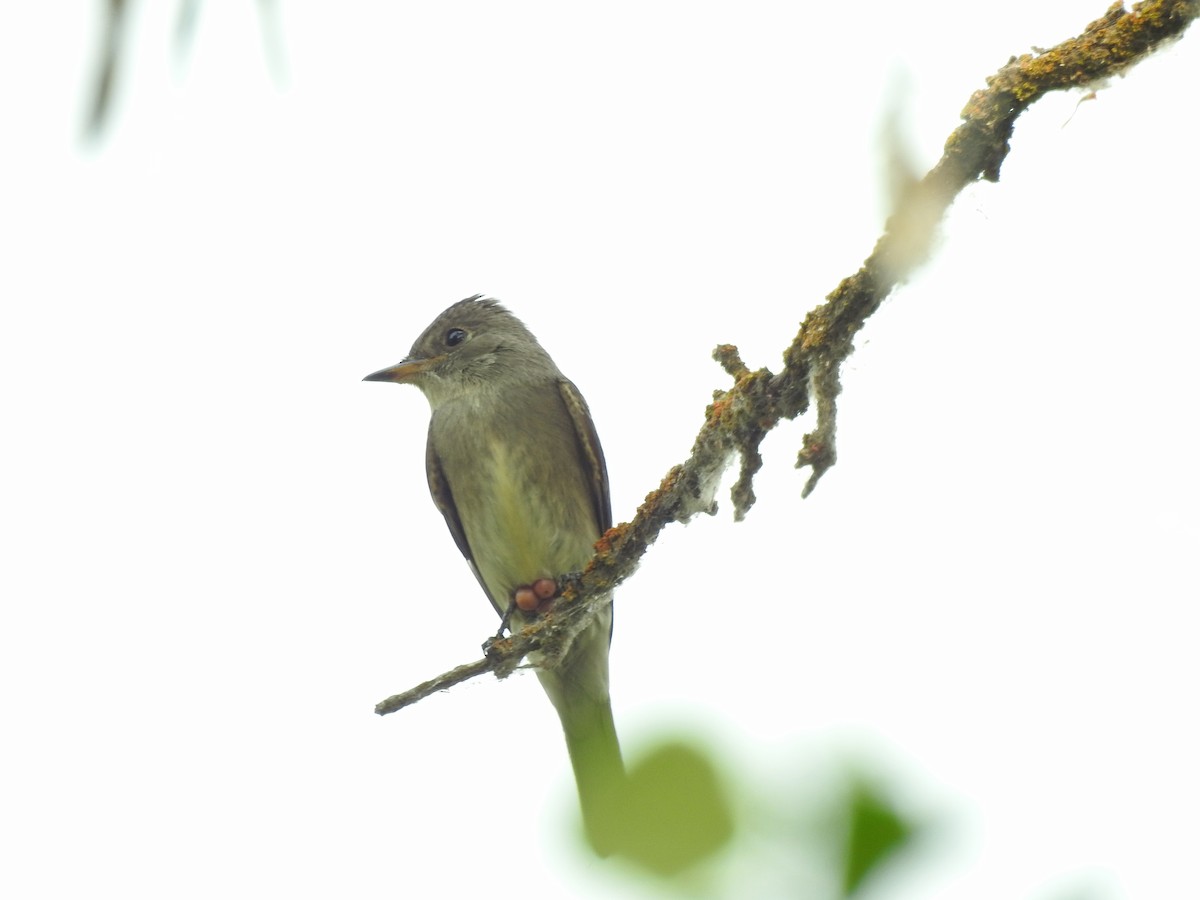 Western Wood-Pewee - ML111991231