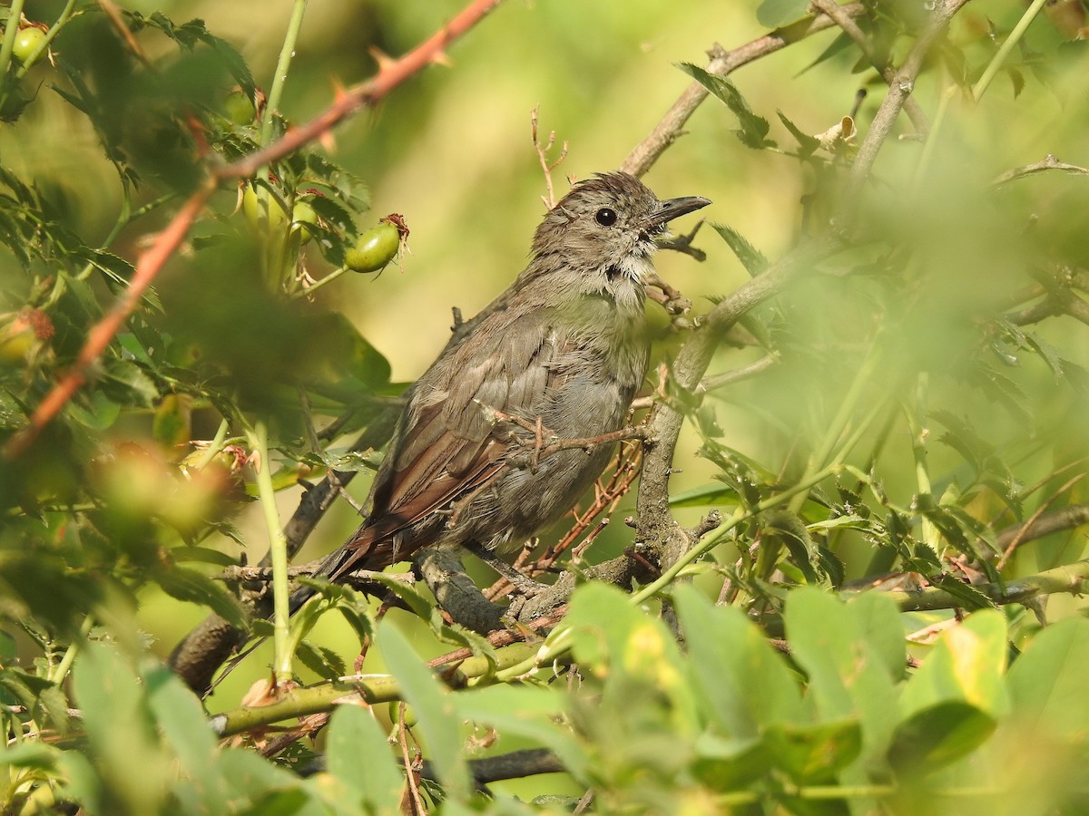 Gray Catbird - ML111991381