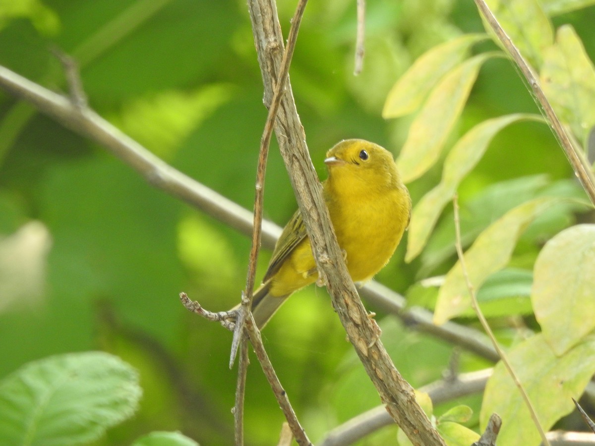 Wilson's Warbler - ML111991541