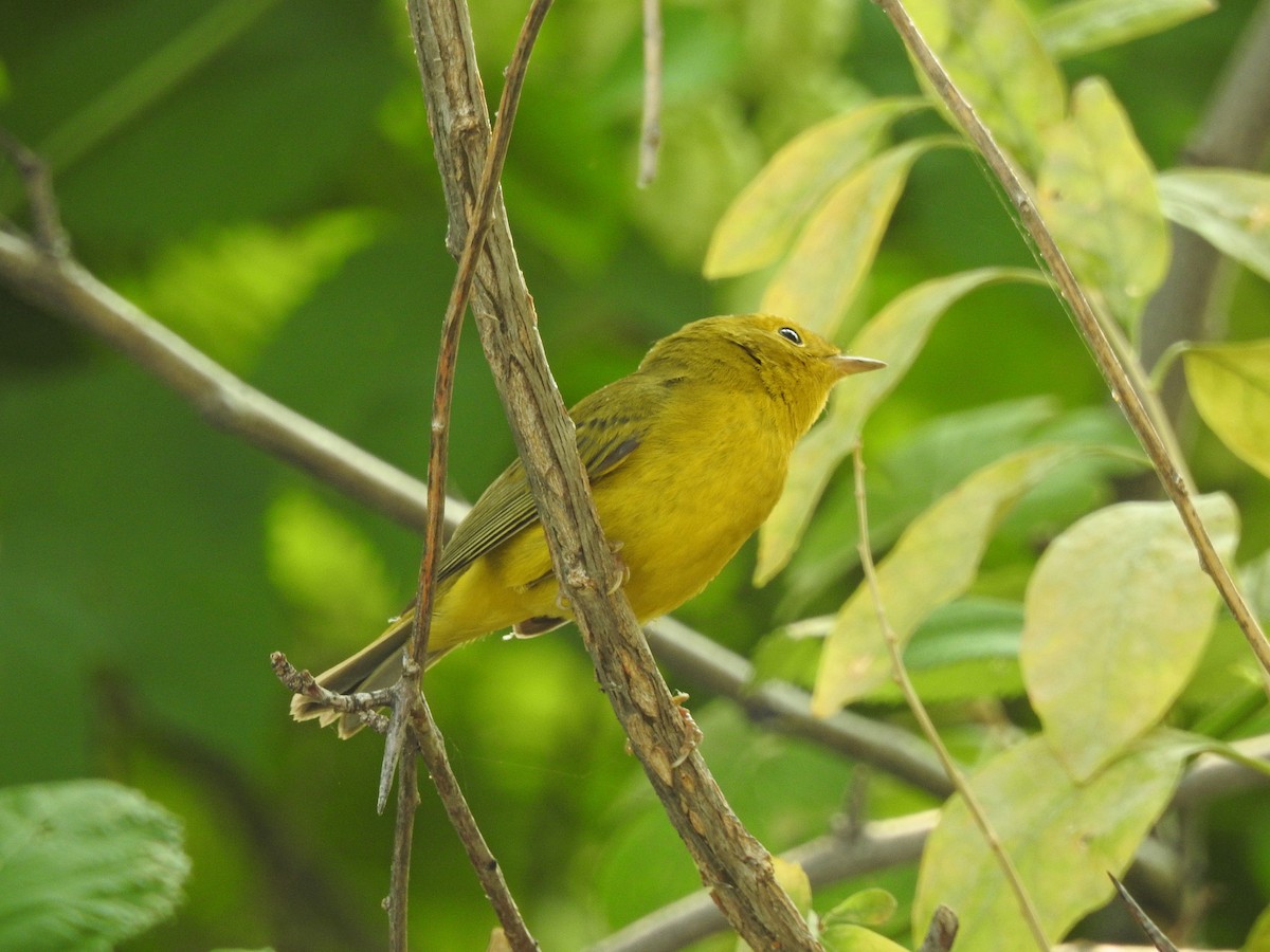 Wilson's Warbler - ML111991621