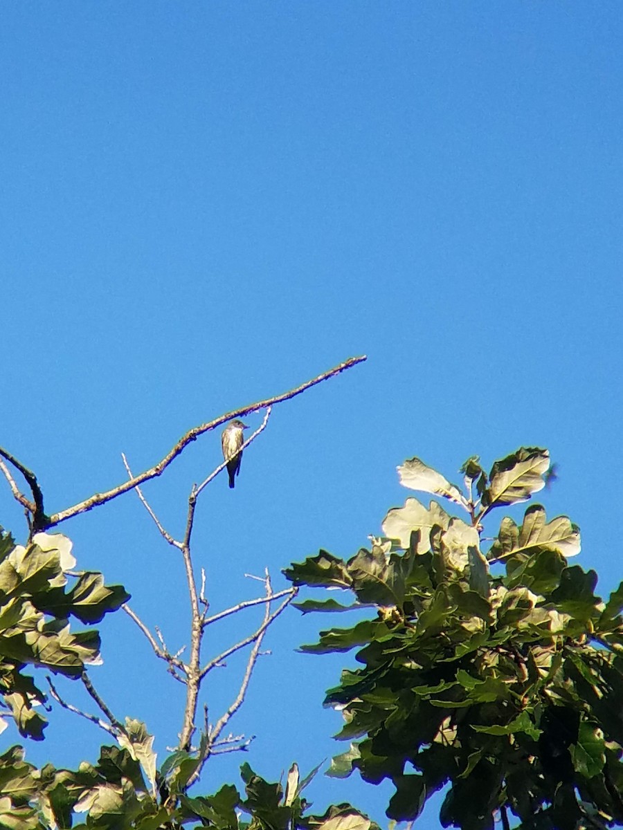 Olive-sided Flycatcher - ML111993581