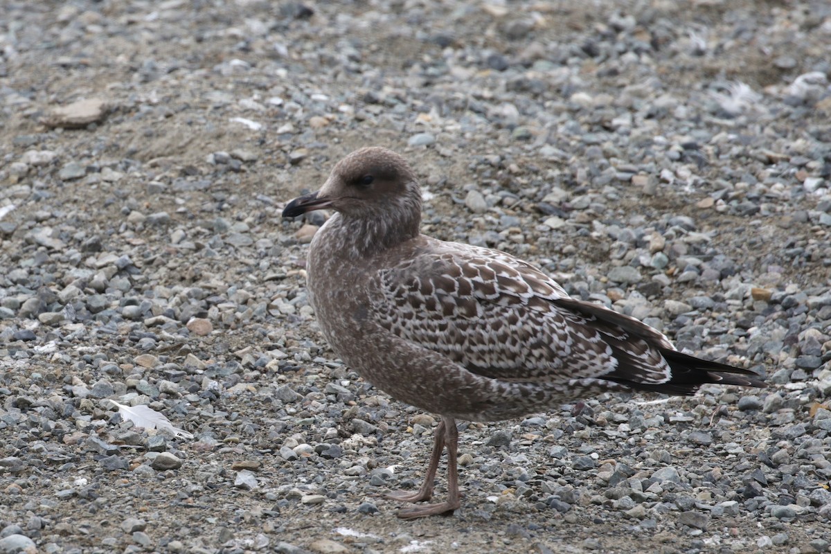 Gaviota Californiana - ML111995231