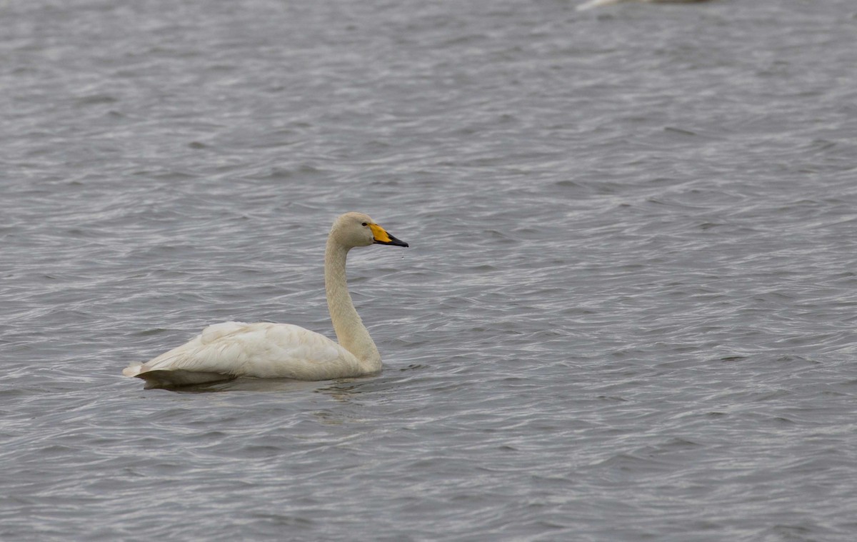 Whooper Swan - ML111995331