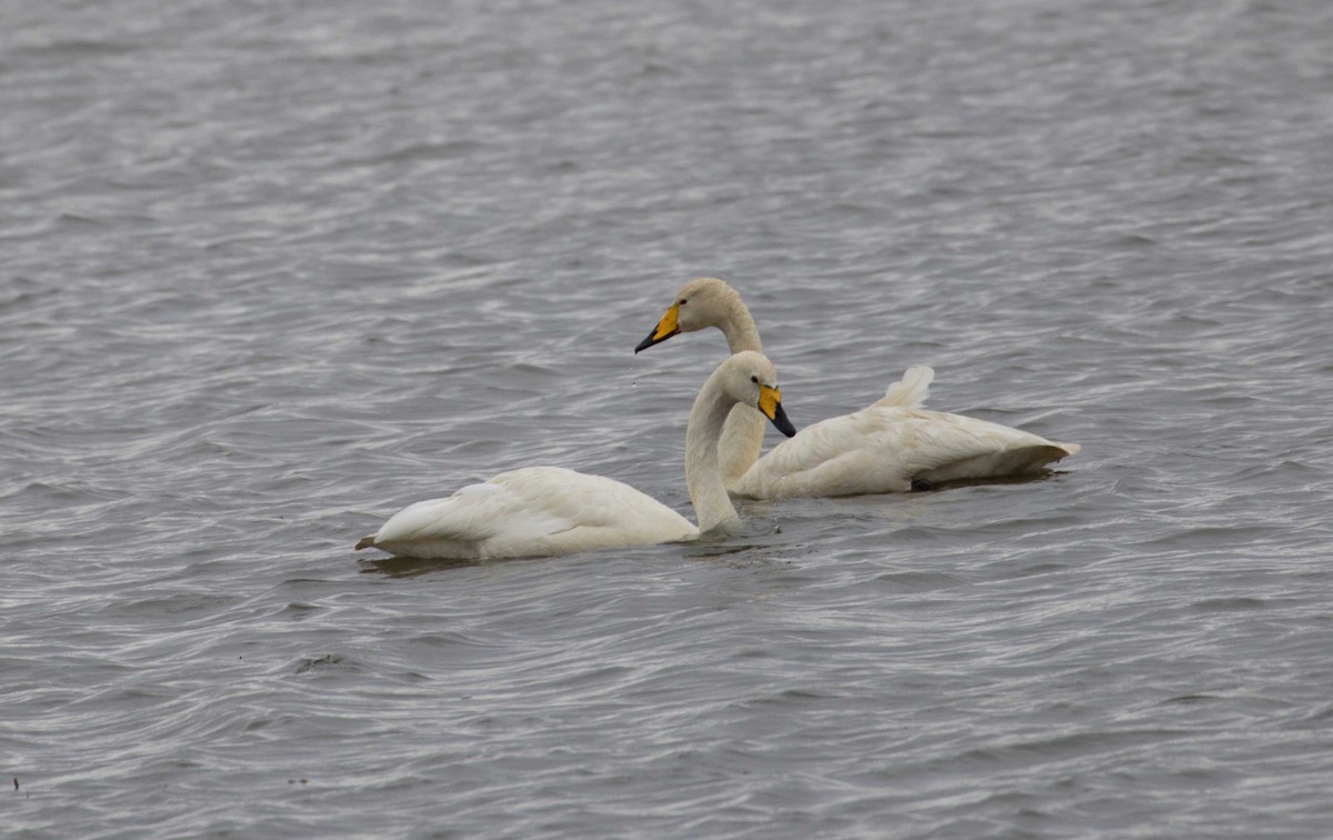 Whooper Swan - ML111995351