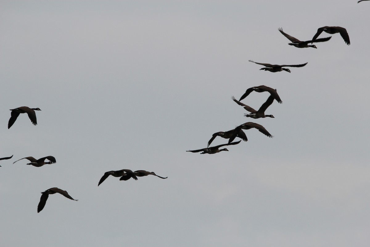 Canada Goose - ML111995931