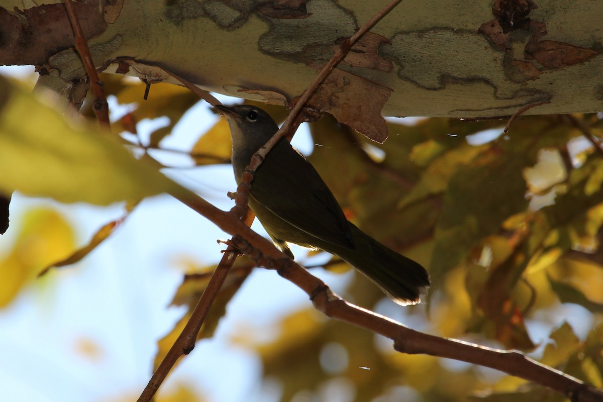 MacGillivray's Warbler - ML111996031