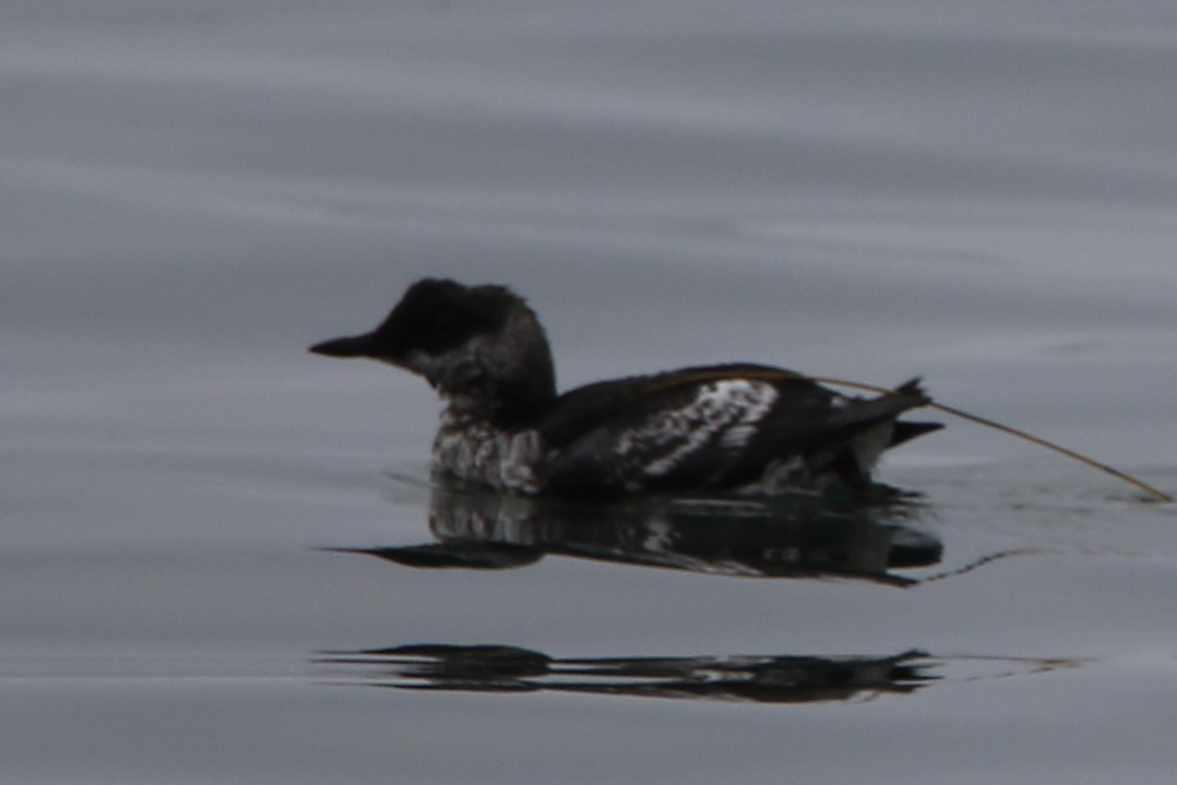 Pigeon Guillemot - ML111999001