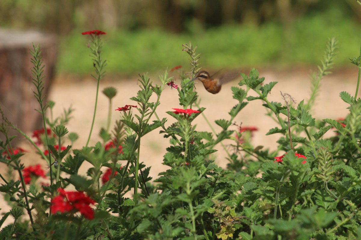 Reddish Hermit - ML111999061