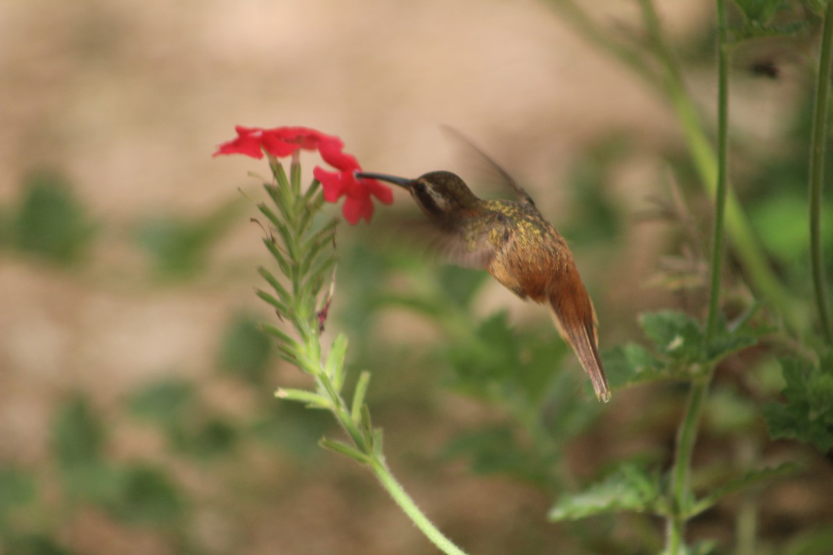 Reddish Hermit - Bárbara Cavalcante