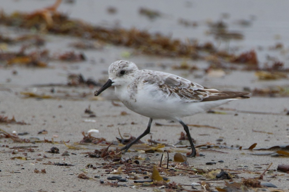 Гурвалж элсэг - ML111999151