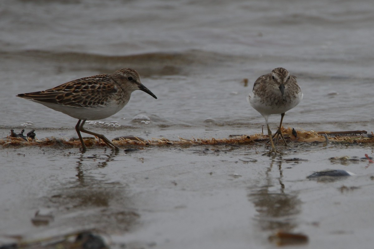 Least Sandpiper - ML111999441