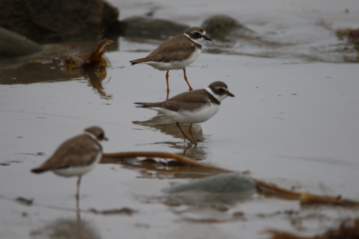 Semipalmated Plover - ML111999581
