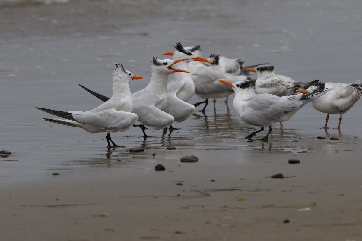 Royal Tern - ML112000151