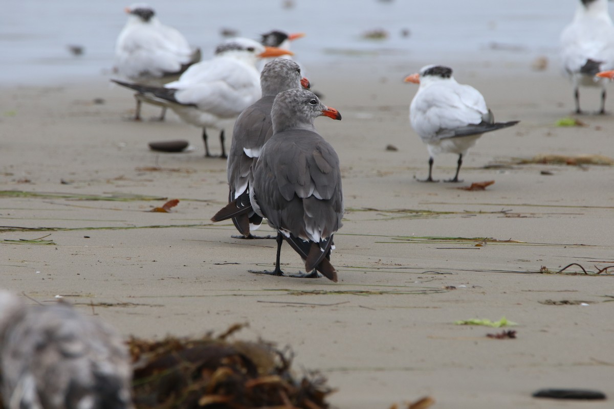 Heermann's Gull - ML112000801