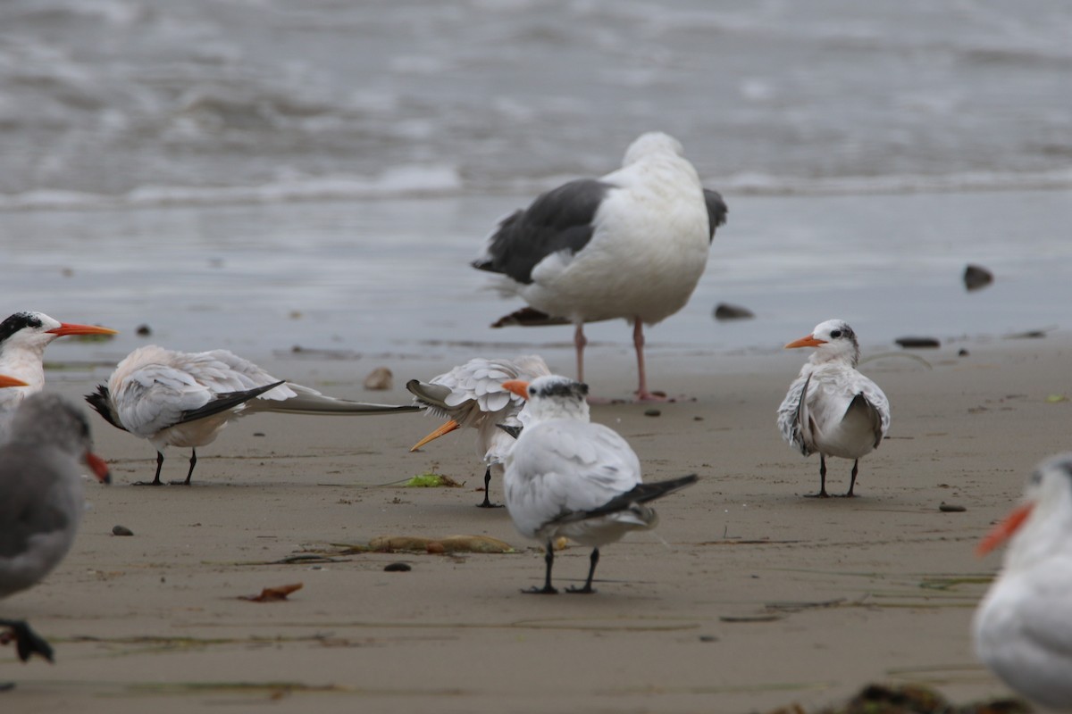 Western Gull - ML112001111