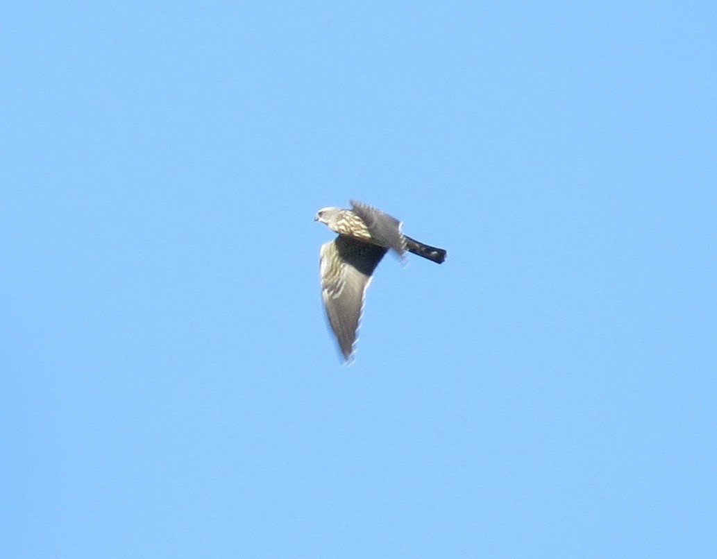 Mississippi Kite - ML112001171