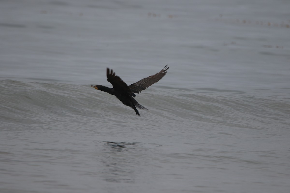 Double-crested Cormorant - ML112001971
