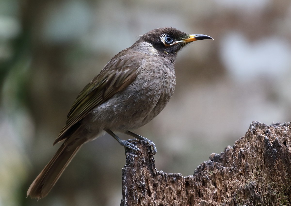 Bridled Honeyeater - ML112002281