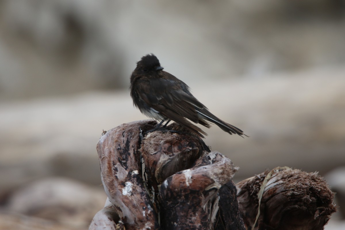 Black Phoebe - ML112002341