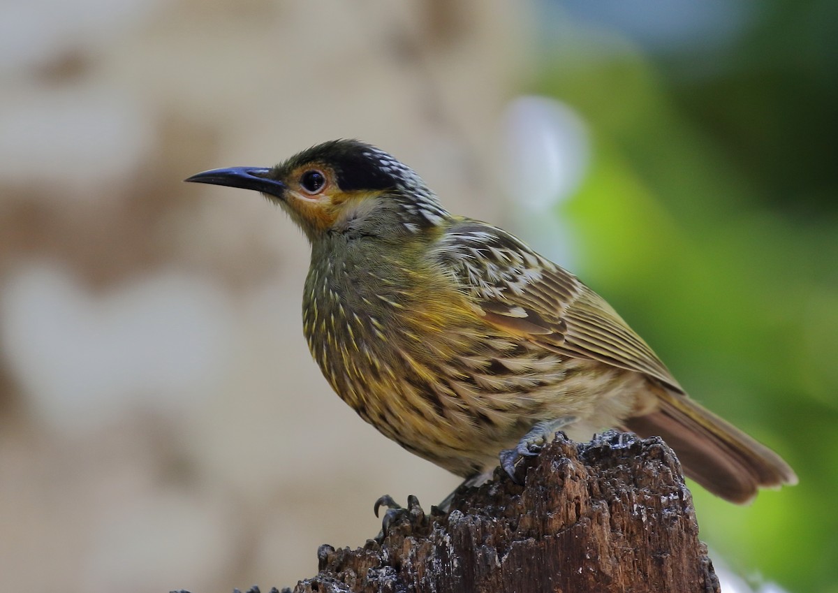 Macleay's Honeyeater - ML112002501