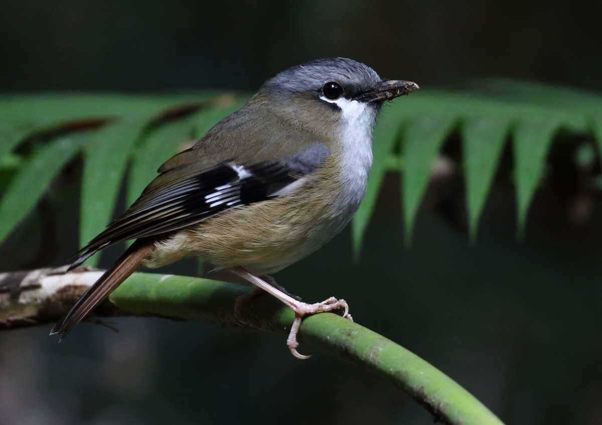 Gray-headed Robin - ML112002821