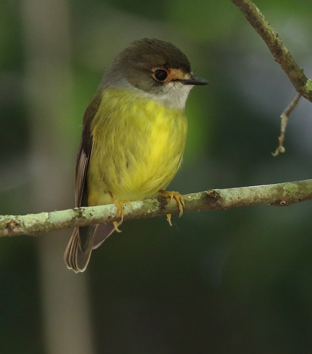 Pale-yellow Robin - ML112003091