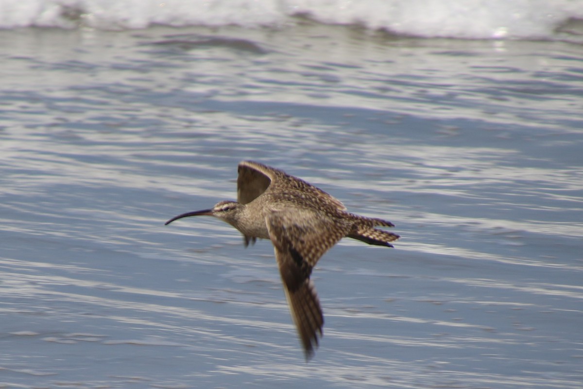 Hudsonian Whimbrel - ML112003381