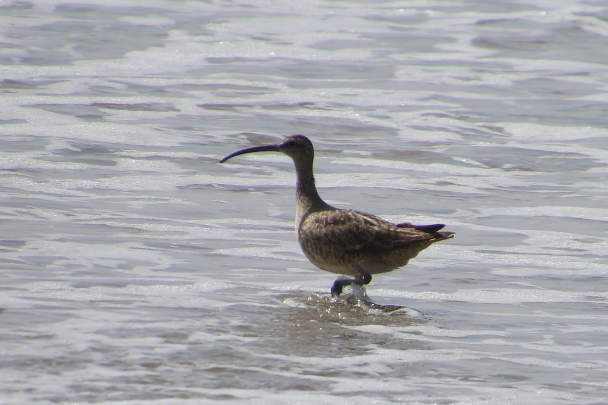 Hudsonian Whimbrel - ML112003491