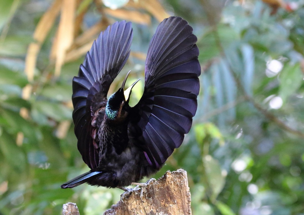 Victoria's Riflebird - ML112003601