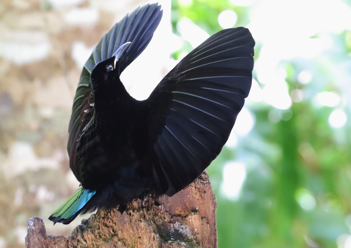 Victoria's Riflebird - ML112003621