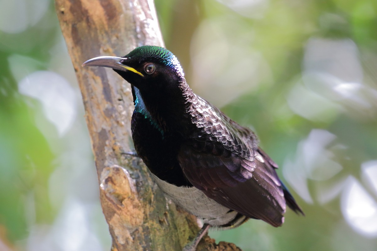 Victoria's Riflebird - ML112003631