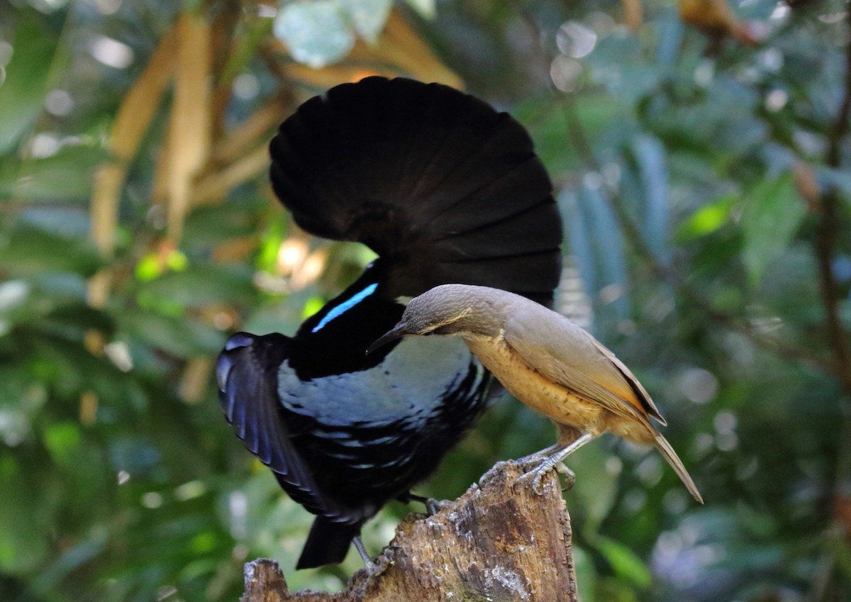 Victoria's Riflebird - ML112003661