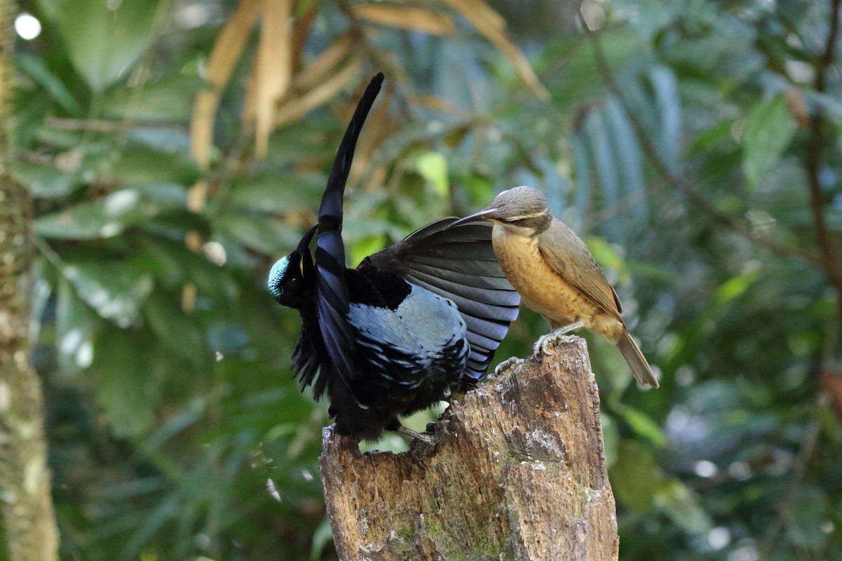 Victoria's Riflebird - ML112003691