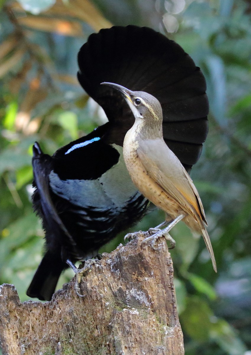 Victoria's Riflebird - ML112003741