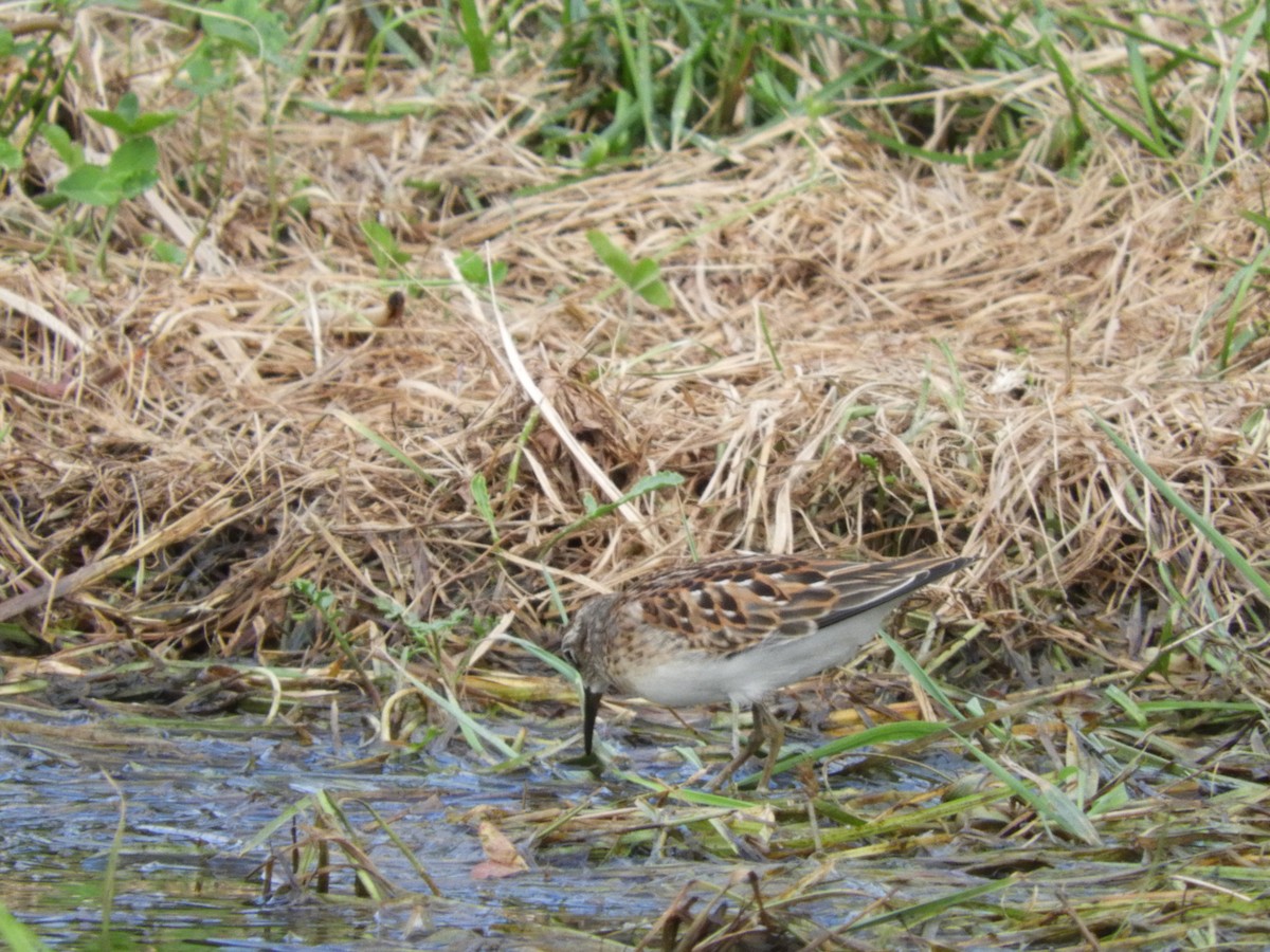 Least Sandpiper - ML112003821