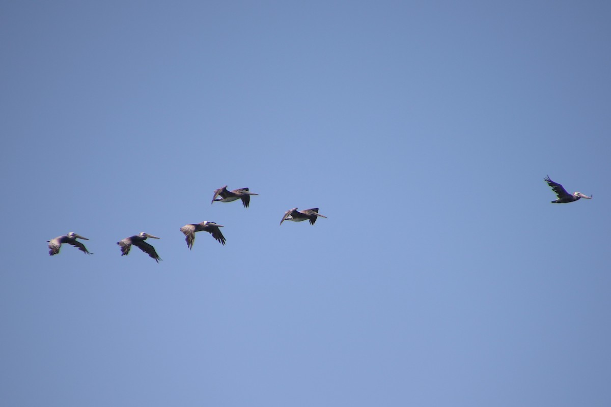 Brown Pelican - ML112004861