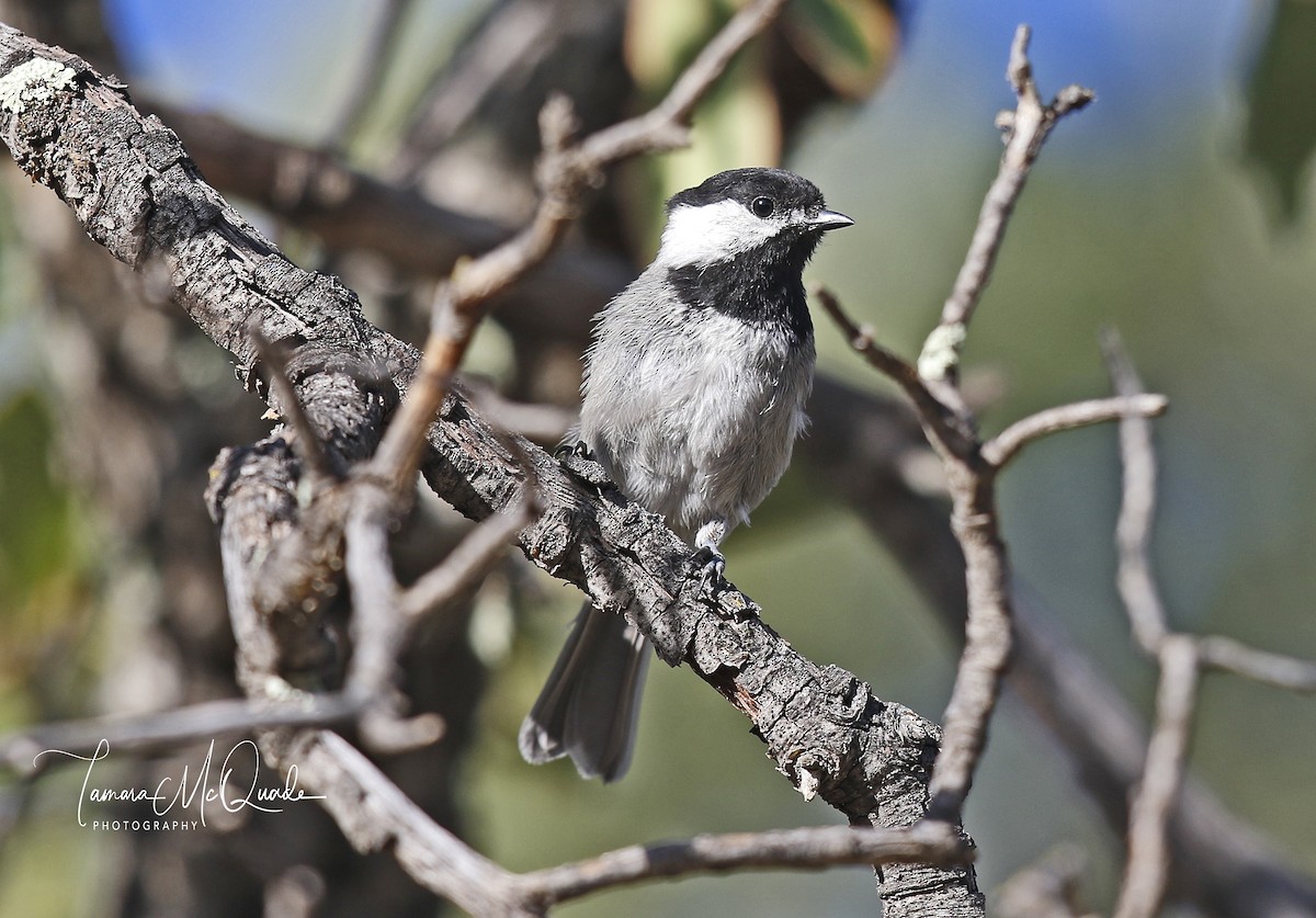 Mexican Chickadee - Tammy McQuade