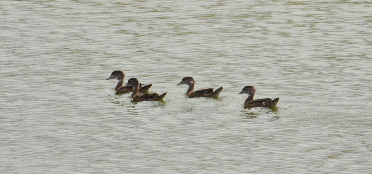 Wood Duck - ML112007711
