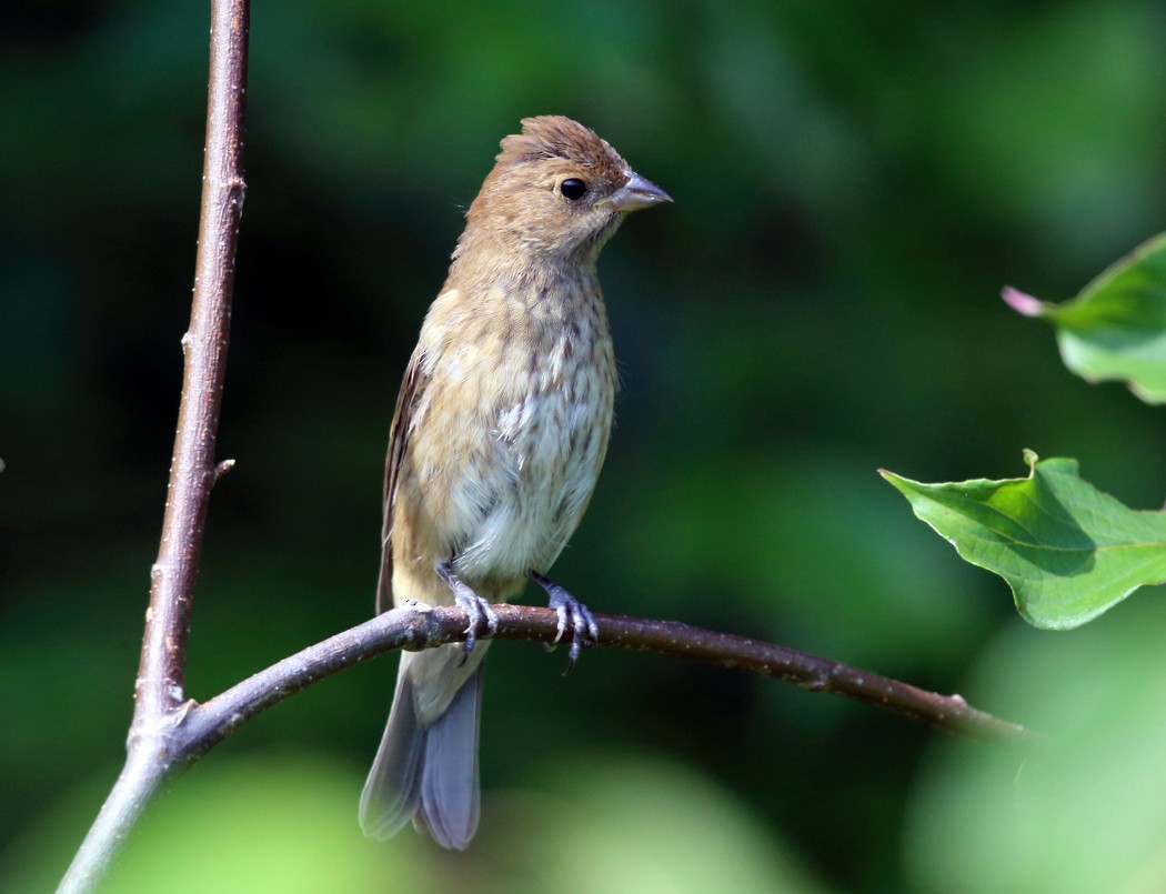 Indigo Bunting - Tom Murray