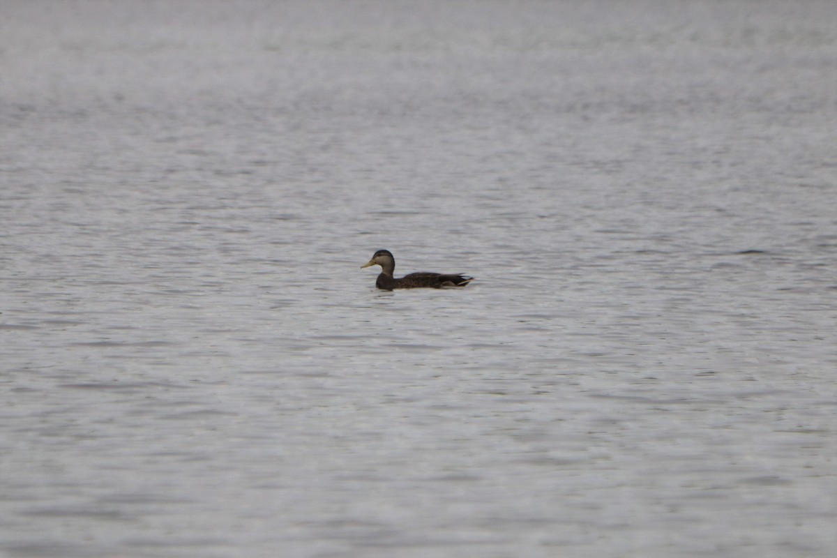 American Black Duck - ML112011401