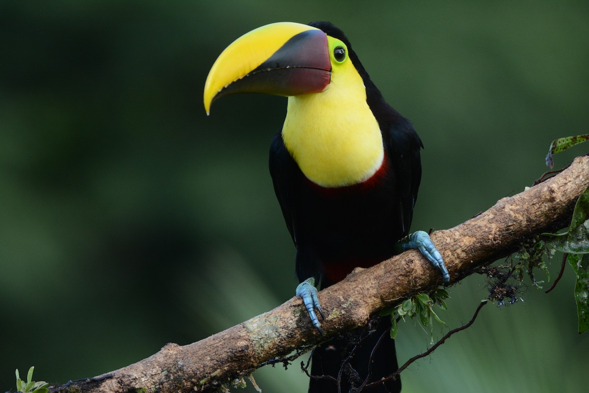 Yellow-throated Toucan - ML112012751