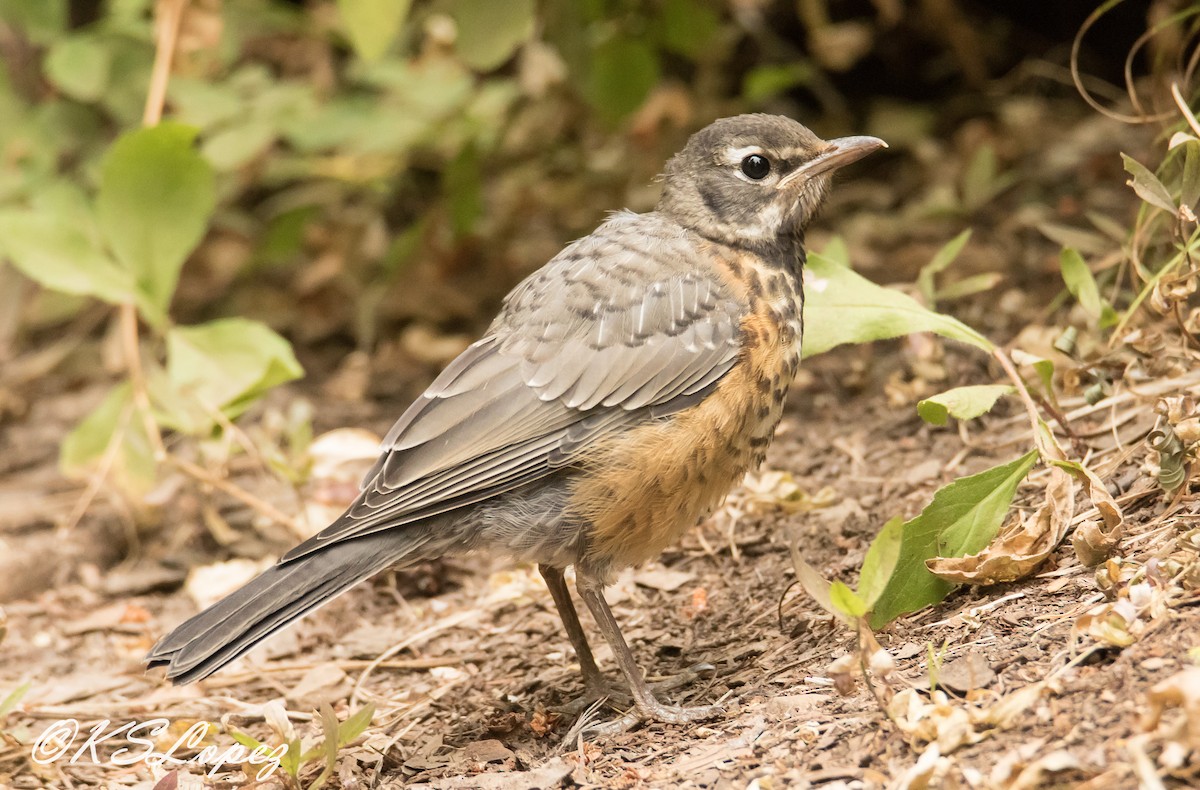 American Robin - Kathy Lopez