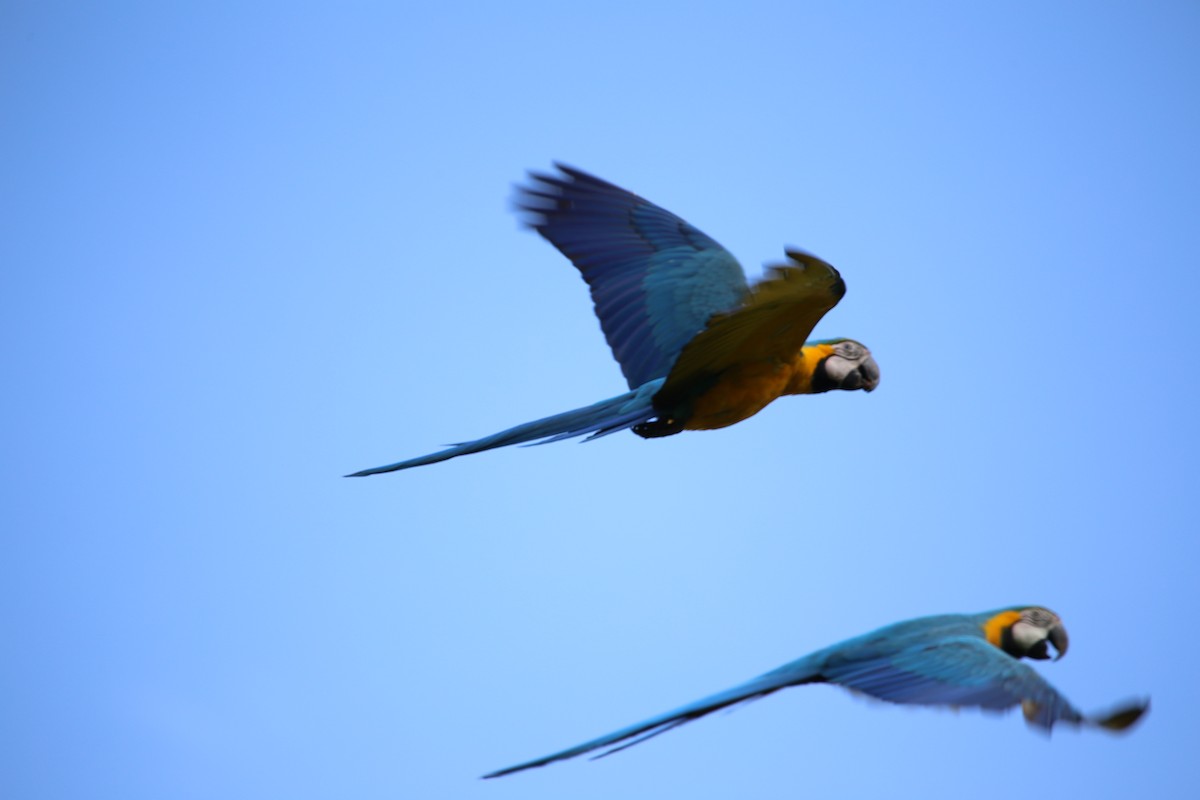 Blue-and-yellow Macaw - ML112013271