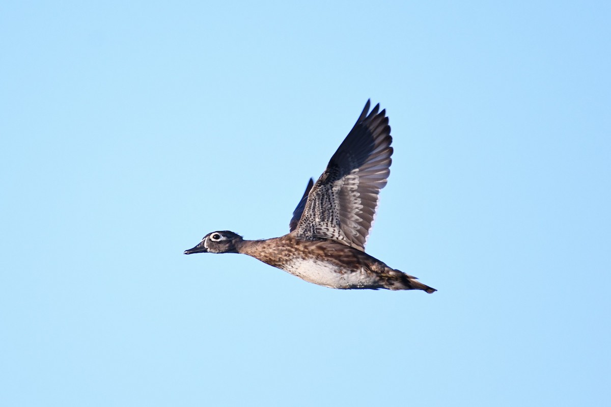 Wood Duck - ML112013561