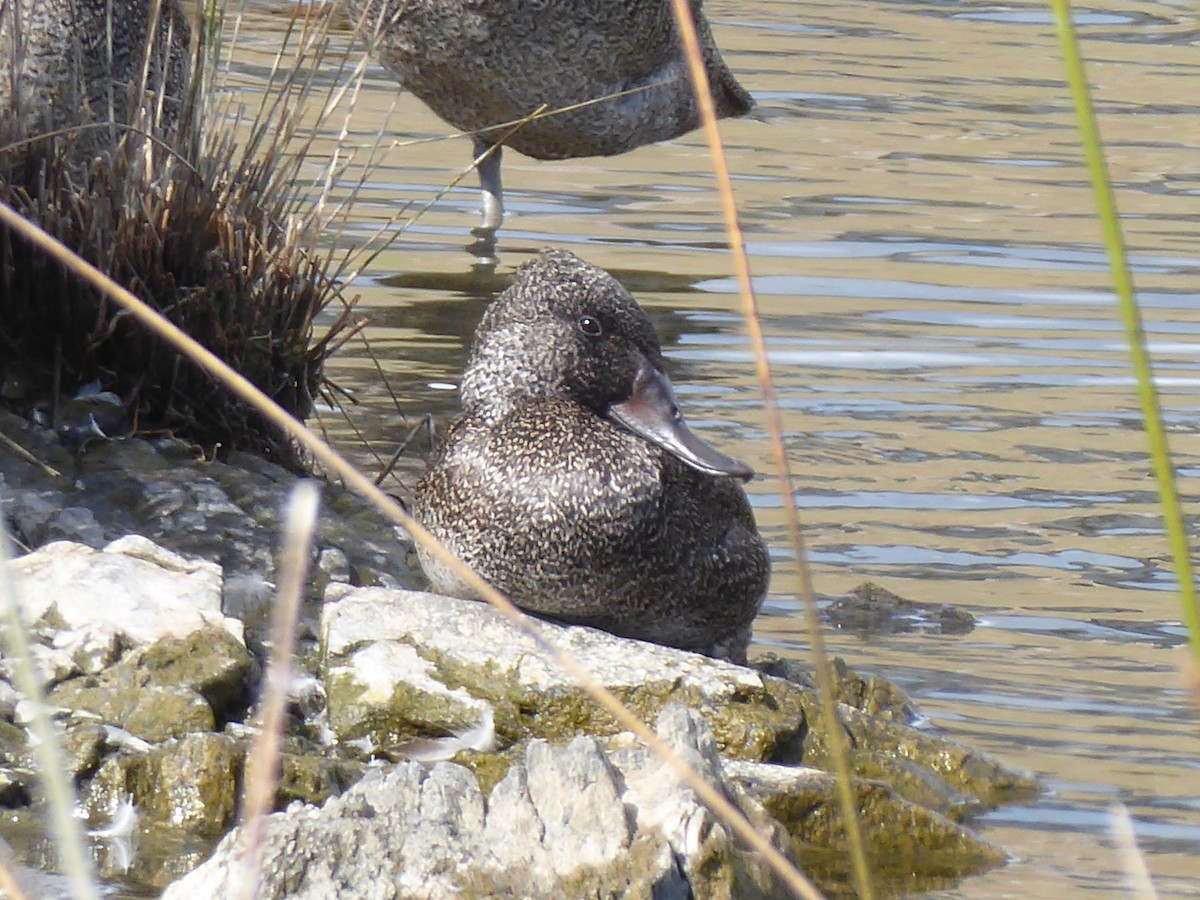 Freckled Duck - Christine D