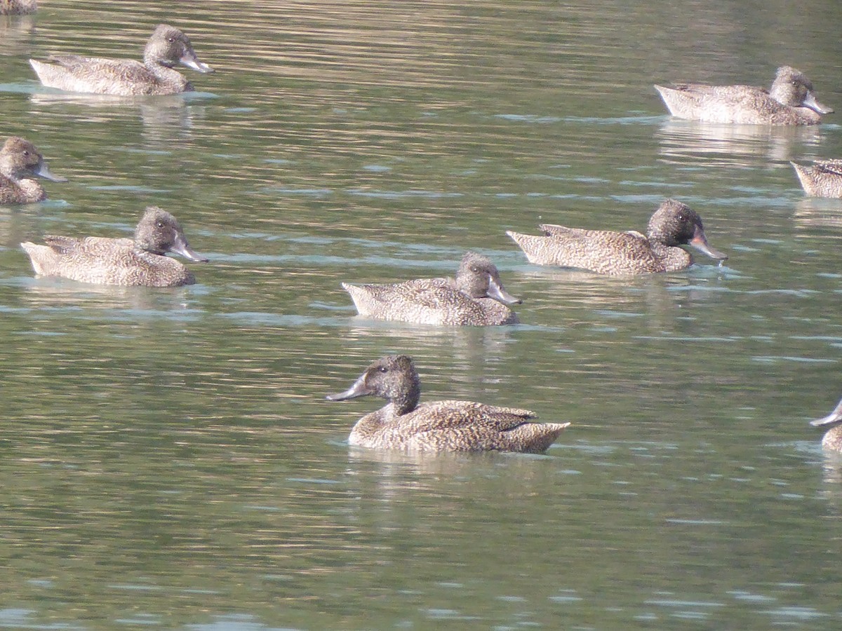 Freckled Duck - ML112014471