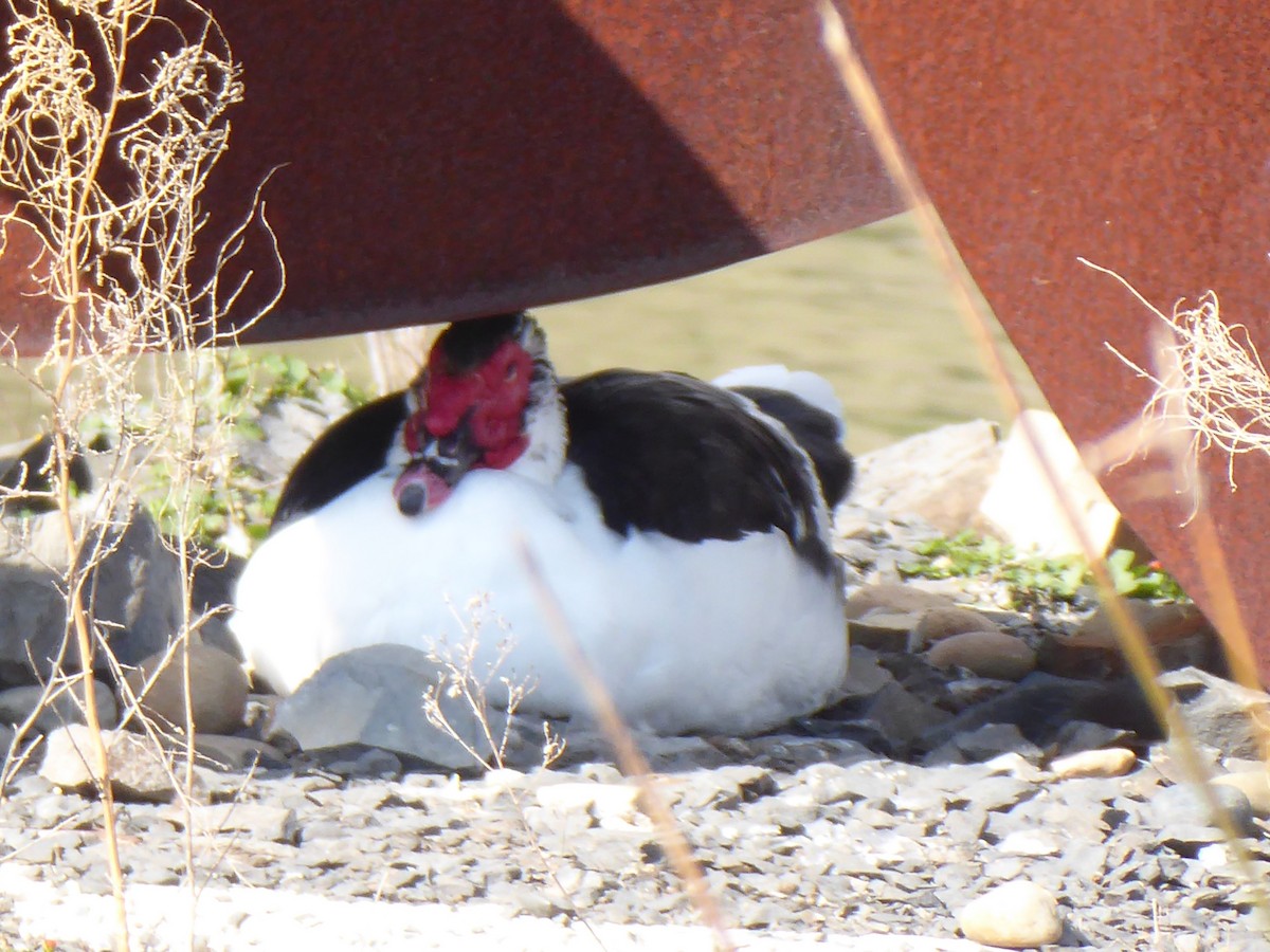 Muscovy Duck (Domestic type) - Christine D