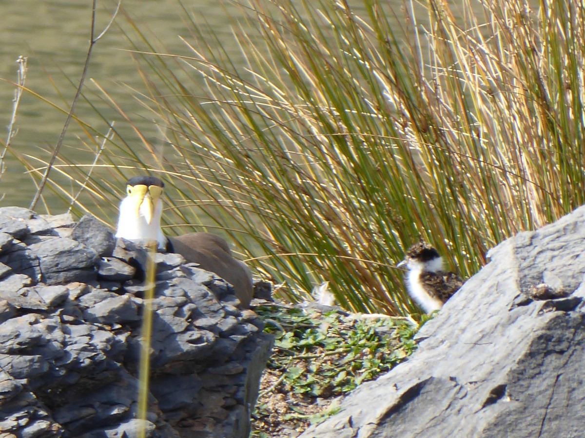 Masked Lapwing - ML112014981